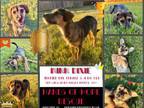 Adopt Winn Dixie a Terrier