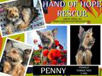 Adopt Penny a Yorkshire Terrier, Terrier