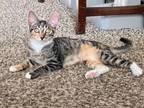 Adopt Gretel a Calico, Tabby