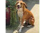 Adopt Honey a Yellow Labrador Retriever, Redbone Coonhound