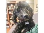 Adopt Pepper a Labrador Retriever, Standard Poodle