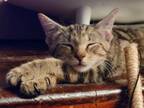 Adopt Tessa a Domestic Short Hair