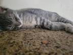 Adopt Tilapia a Domestic Short Hair