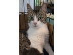 Adopt Abbey a Domestic Short Hair