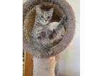 Adopt Aviana a Domestic Short Hair