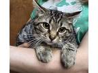 Adopt Becha a Domestic Short Hair