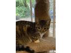 Adopt Muriel a Domestic Short Hair