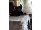Adopt Taylor a Domestic Short Hair