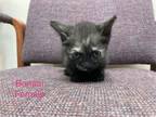 Adopt Bonzai a Domestic Short Hair