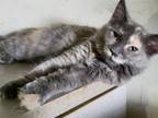 Adopt Dahlia a Domestic Long Hair
