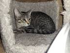 Adopt Willa a Domestic Short Hair