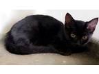Adopt Cecile a Domestic Short Hair