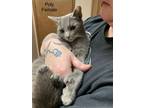 Adopt Poly a Domestic Short Hair
