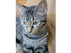 Adopt Wrenlee a Domestic Short Hair