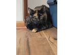 Adopt Trixie a Domestic Short Hair