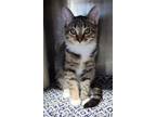Adopt Eureka 2 a Domestic Short Hair