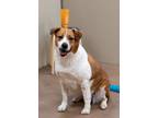Adopt Eva a Australian Cattle Dog / Blue Heeler, Labrador Retriever