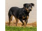 Adopt Gem a Labrador Retriever