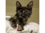 Adopt Empress a Domestic Long Hair