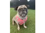 Adopt Kivela a Pug