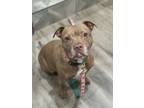 Adopt Sally a Pit Bull Terrier