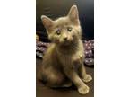 Adopt Kiki a Domestic Short Hair