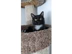 Adopt Eclipse a Domestic Long Hair