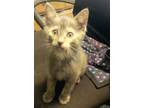 Adopt Arrietty a Domestic Short Hair