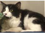 Adopt Miss Oreo a Domestic Medium Hair