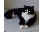 Adopt Kinzley a Domestic Long Hair