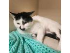 Adopt Pepper a Domestic Short Hair