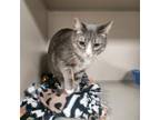 Adopt Tinkerbell a Domestic Short Hair