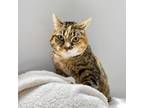 Adopt Lola a Domestic Short Hair
