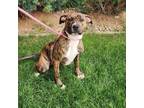 Adopt Jenny a Mixed Breed