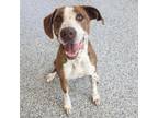 Adopt Kimber a Mixed Breed