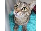 Adopt Pop Tart a Domestic Short Hair