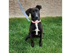 Adopt Daphne a Mixed Breed