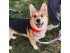 Adopt Summer a Mixed Breed