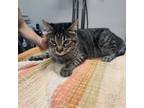 Adopt Oatmeal a Domestic Short Hair