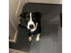 Adopt Atlas a Border Collie