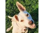 Adopt Amaya (mom) a Mixed Breed, American Staffordshire Terrier