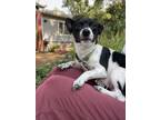 Adopt WILLOW a Rat Terrier