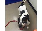 Adopt Charlotte a Pit Bull Terrier