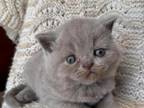 Baby Boy Cream