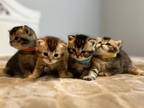 Scottish Fold And Scottish Straight