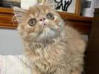 Cream Tabby Male Persian Kitten