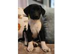 Adopt Bayleigh a English Pointer, Labrador Retriever