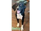 Adopt Betsy a English Pointer, Labrador Retriever