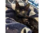 Adopt Raspberry a Domestic Short Hair