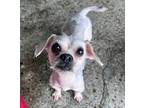 Adopt Olive a Poodle, Mixed Breed